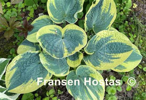 Hosta Sugar Daddy